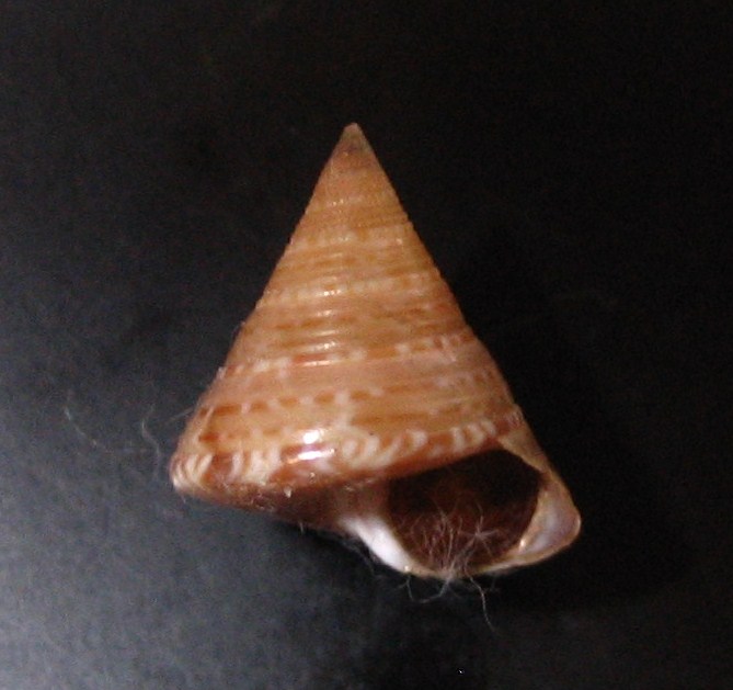 Calliostoma dubium